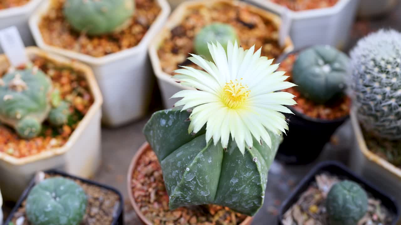 Fiore di cactus che sboccia tra varie piante in vaso