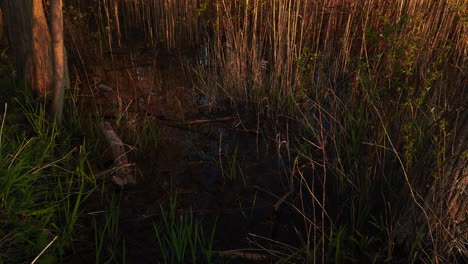 A-slow-tilt-up-to-reveal-reeds-in-a-marsh,-blowing-in-the-wind