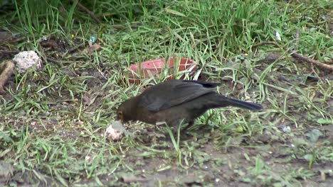 Female-Blackbird-underneath-a-tree-feeding-off-a-discarded-fat-ball-in-a-garden-in-Oakham,-a-town-in-the-UK-county-of-Rutland