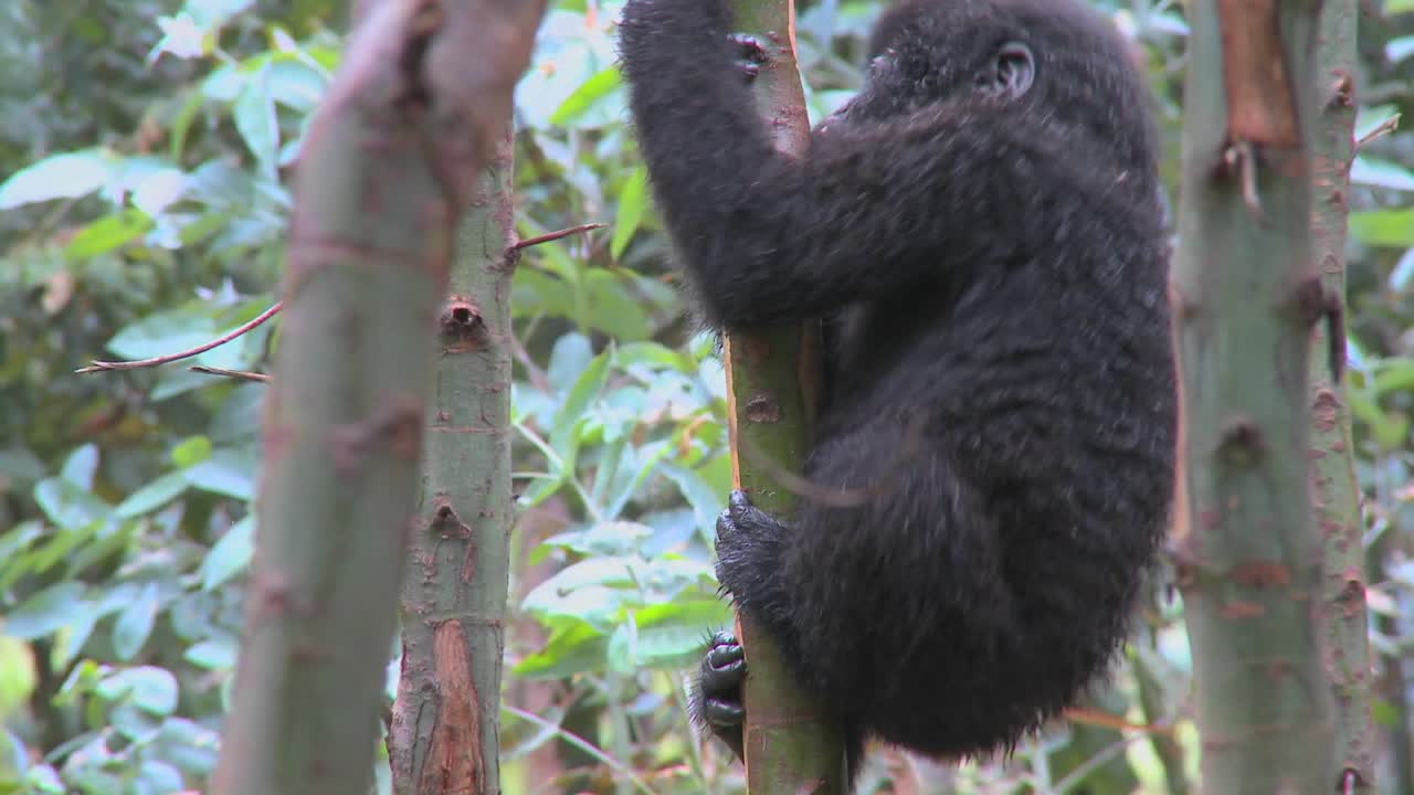 Un cucciolo di gorilla di montagna si arrampica su un albero in Ruanda