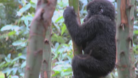 un bebé gorila de montaña sube a un árbol en ruanda