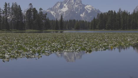 slow tilt up to tall mountains behind a calm pond with lillypads