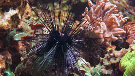 black long spine urchin at coral reef. diadema setosum is a species of long-spined sea urchin belonging to the family diadematidae.