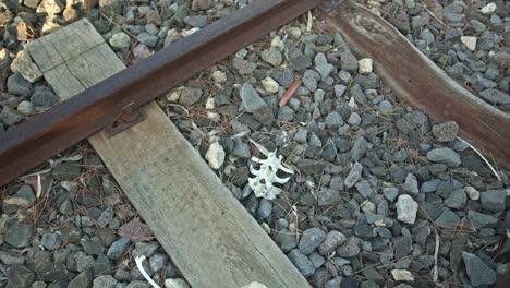 Huesos-Blanqueados-En-Una-Vía-Férrea-Con-Metal-Oxidado-Y-Piedras-Grises