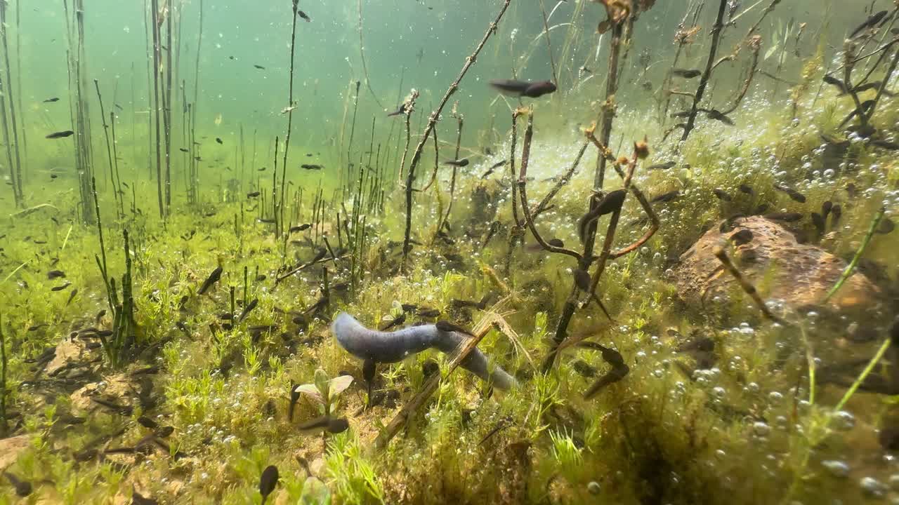 Pool frog (Pelophylax lessonae) tadpoles trying to obtain nutrients from a dead Horse-leech (Haemopis sanguisuga). Estonia