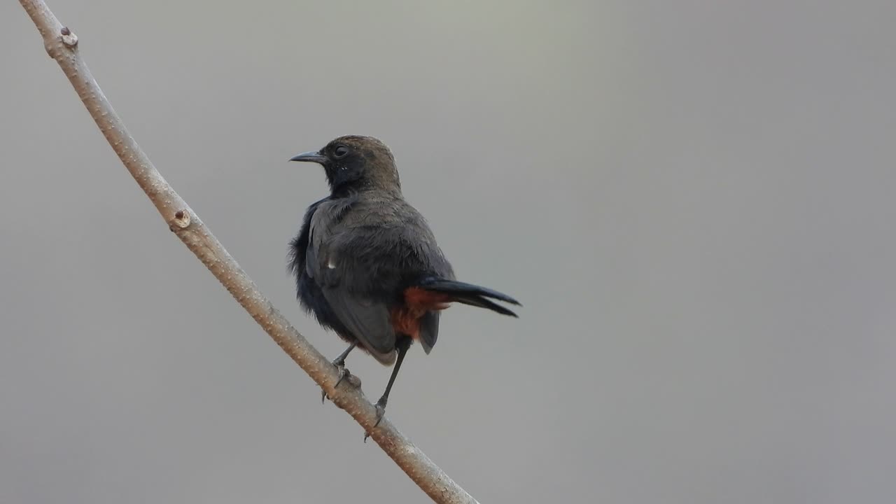 인도 로빈 새 나무에 휴식