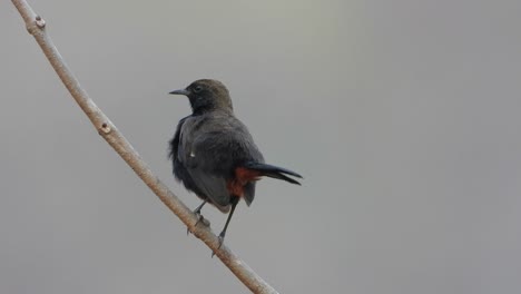 indian robin bird relaxing on tree