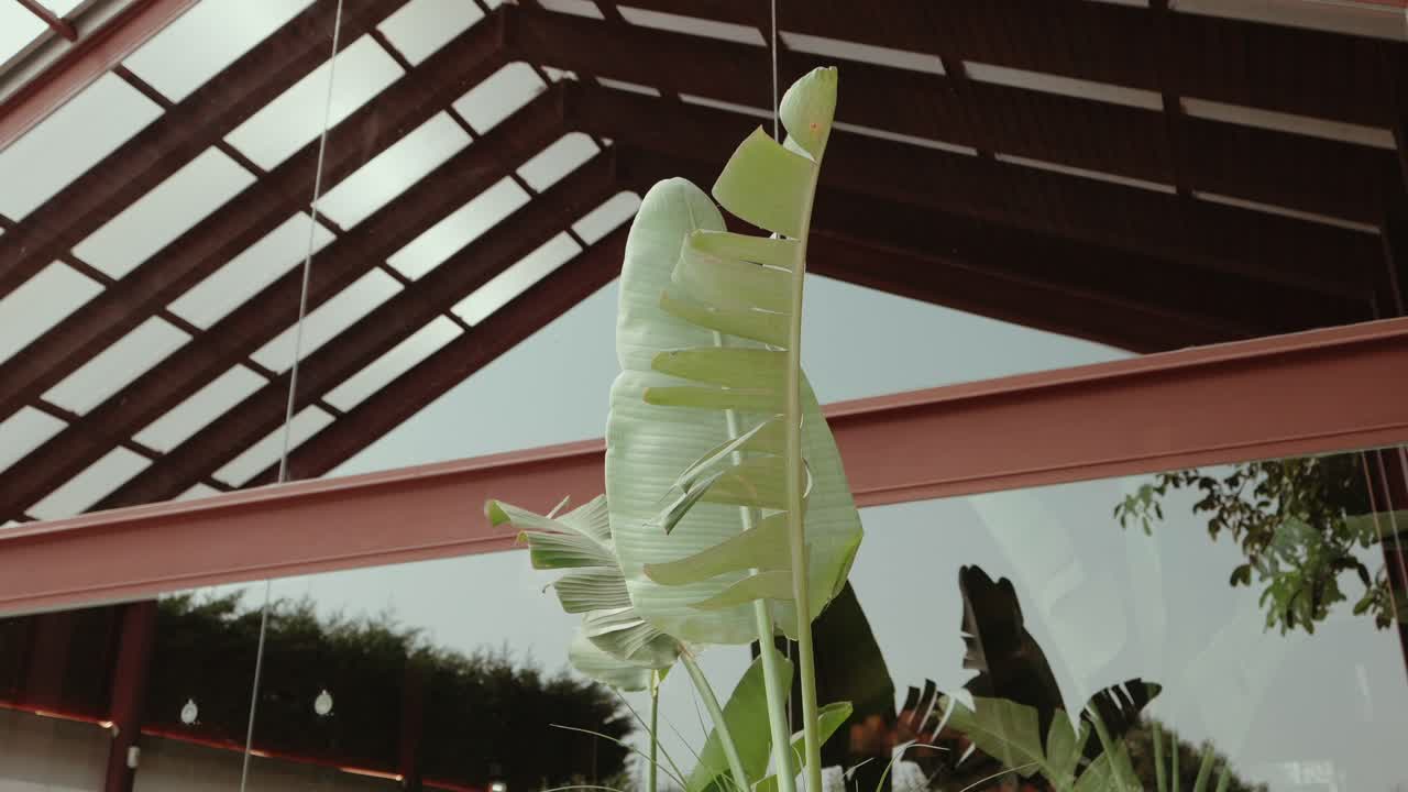 Large tropical leaves rise in front of a glass wall with wooden roof beams above