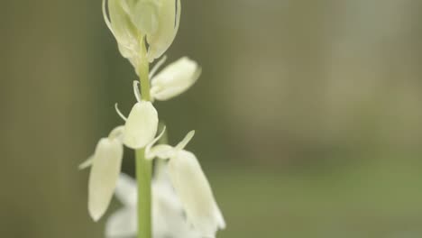 White-Bluebell-flowers-growing-in-woodland