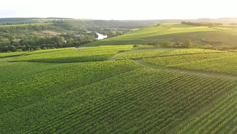 drone descent at the vineyards along the river main in the light of the evening sun