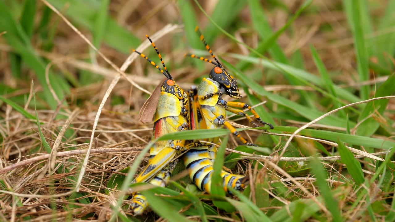 화려한 우아한 메뚜기 두 마리가 풀밭에서 씨름하고, 극단적인 클로즈업