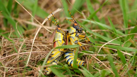 two colorful elegant grasshoppers wrestle on grass, extreme close up