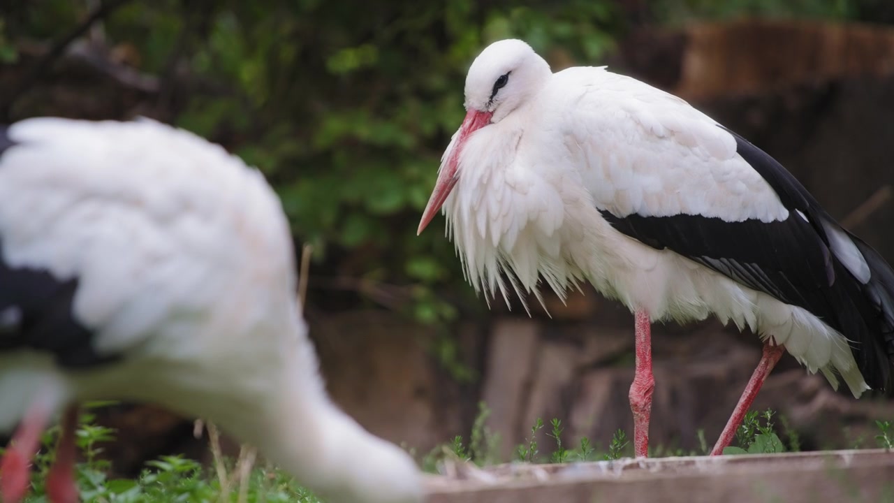Bílí čápi s červenými zobáky v zoo