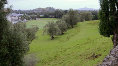 una persona solitaria explorando el parque de cornwall, una hermosa vista general de las praderas en auckland