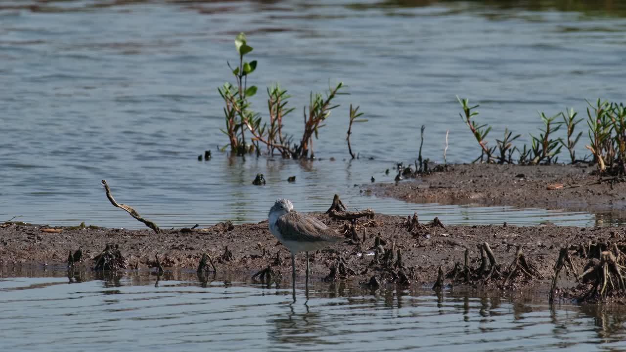 la cámara se aleja mientras este pájaro está descansando, actitis hypoleucos común, tailandia