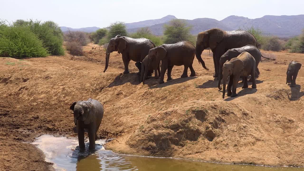 una gran manada de elefantes africanos sedientos y polvorientos llega a un abrevadero y bebe y juega en el parque erindi namibia 5