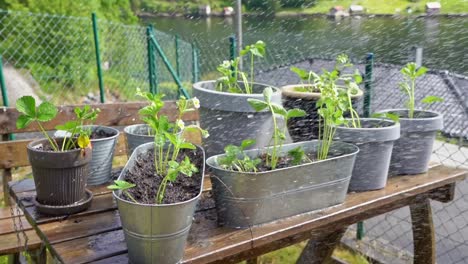 freshly potted strawberry plants is sprayed with water in 20 percent slow motion