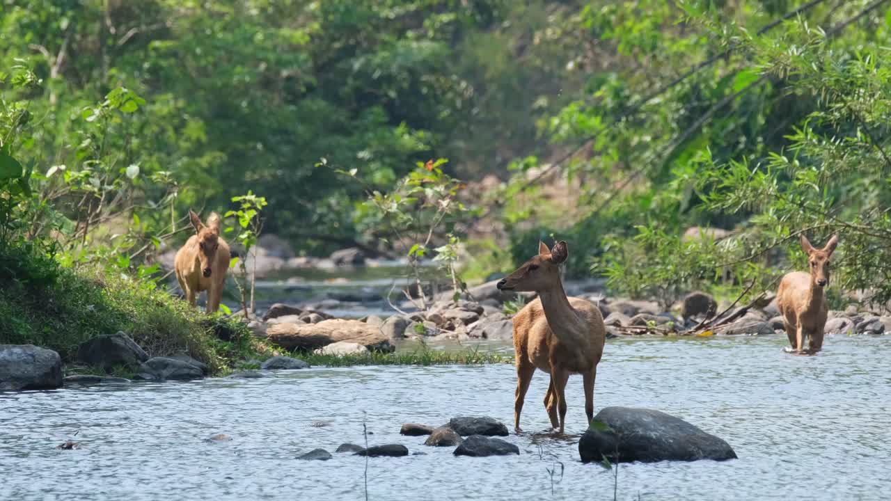 ciervo de eld, panolia eldii, imágenes de 4k de ciervos cruzando el arroyo, viniendo de diferentes direcciones, en el santuario de vida silvestre huai kha kaeng, tailandia