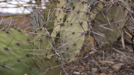 extreme macro close up slider on prickly pear cactus thorns 4k right to left