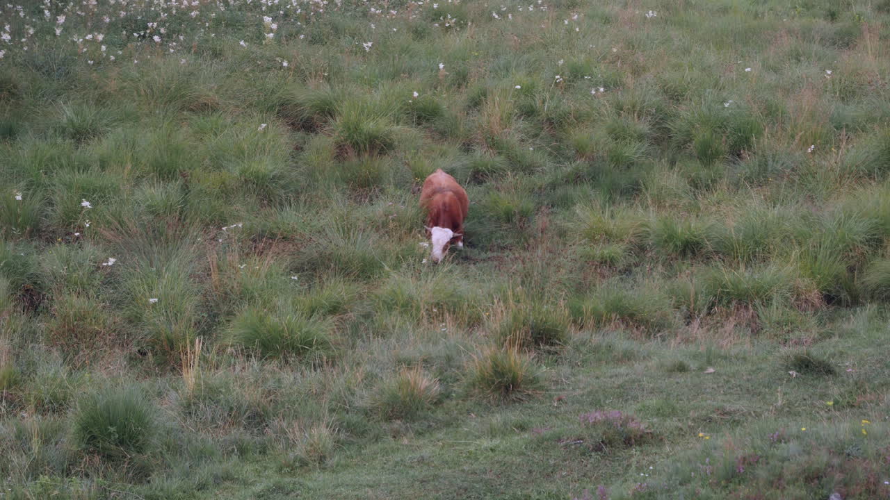 A busa cattle is eating grass in the valley