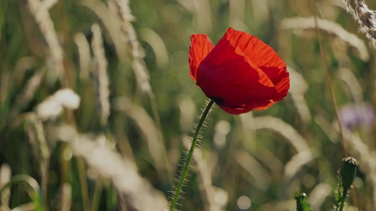 Close-up van een rode klaproos, wuivend in een zonnig veld