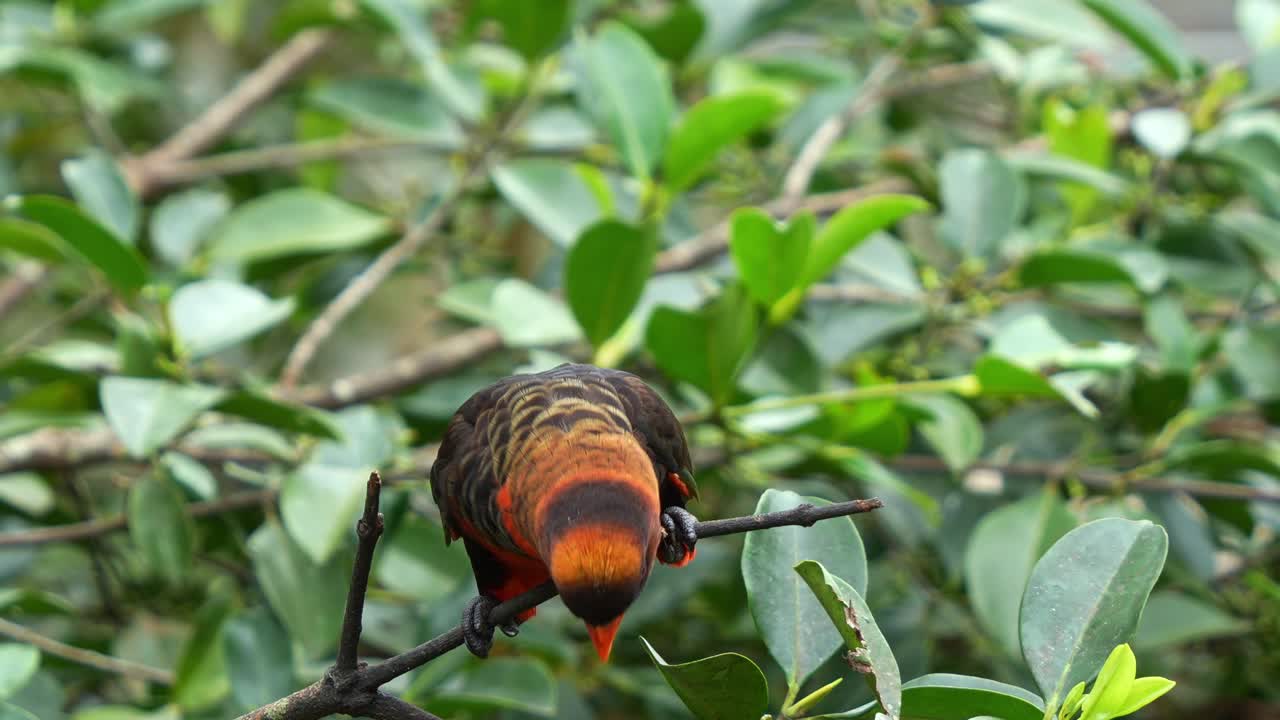 feliz lory oscuro, pseudeos fuscata posado en la rama del árbol, la cabeza balanceándose y llamando en medio del entorno del bosque, disparo de cerca