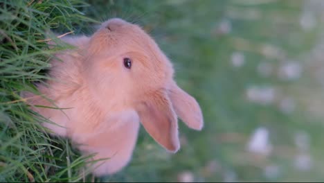 vertical video of a little red bunny in green grass. cute rabbit. vertical video