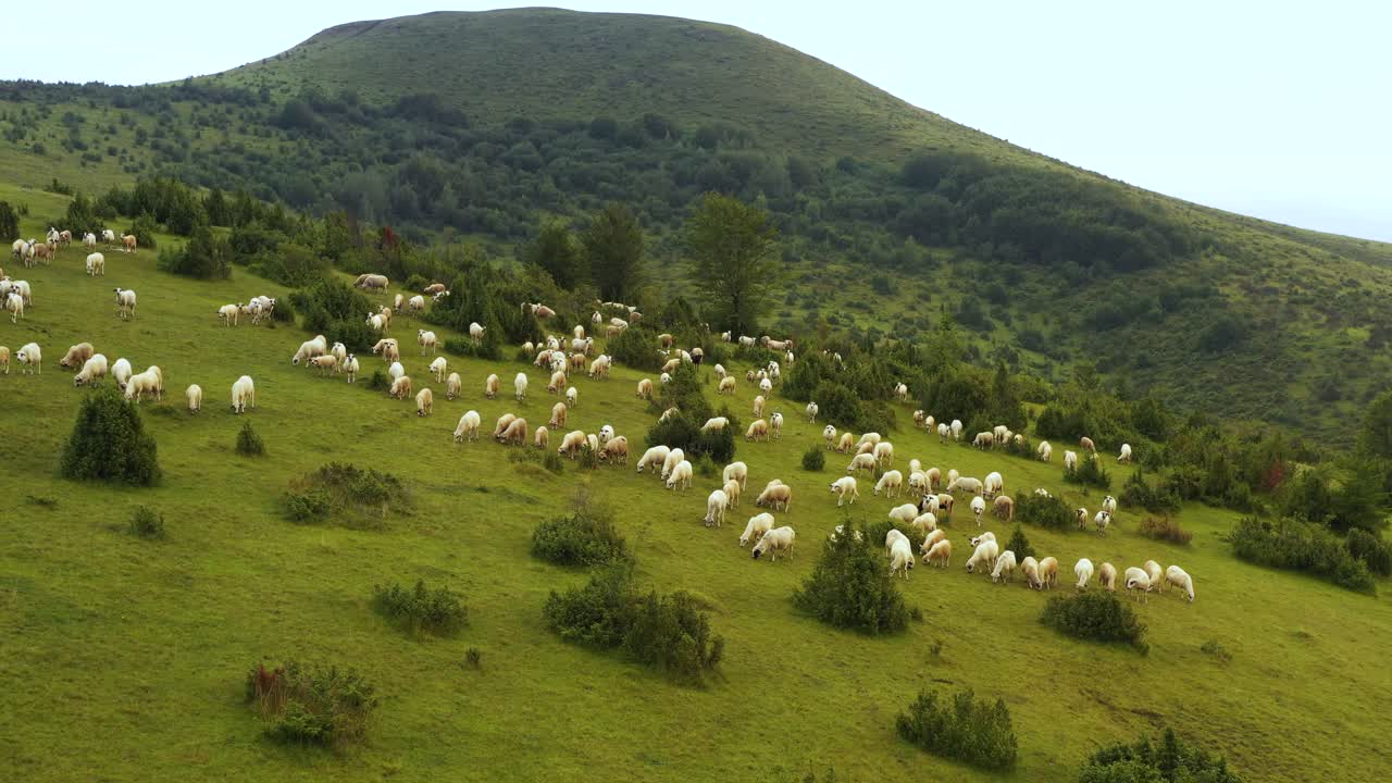 Gregge di pecore al pascolo su un prato verde.