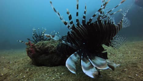 lion fish circling a baby octopus on a rock