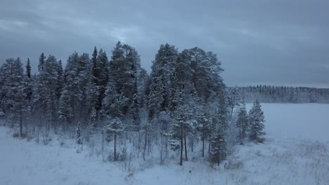 the frozen lake and forest near borgvattnet, sweden