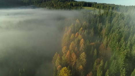 árboles-De-Coníferas-De-Hoja-Caduca-Cambiaron-A-Follaje-Amarillo-En-Otoño-En-El-Bosque-Brumoso