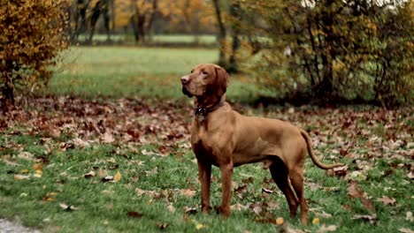hermoso perro vizsla en el parque de otoño