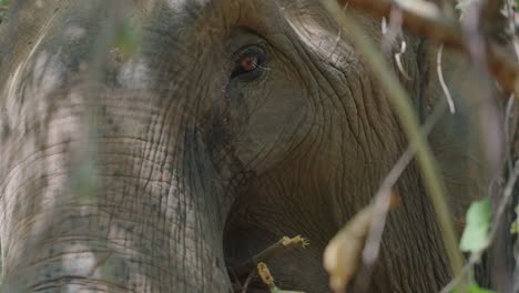 Close-up-Elephant-expression-eating-branches-of-green-leaves,-Slow-motion