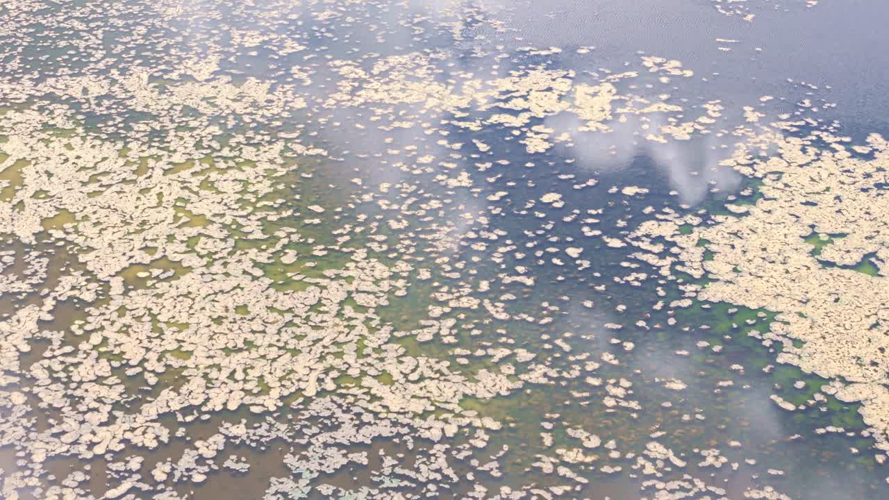 Drone rises high above dirty slum waters with palm trees along muddy bank, tilting down into water
