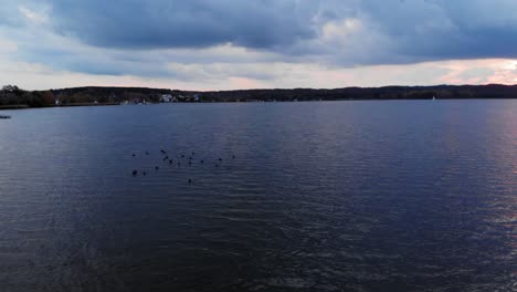 Aerial-shot-of-ducks-swimming-in-Charzykowy-Lake-in-Pomeranian-Voivodeship,-Poland-at-sunset-or-sunrise