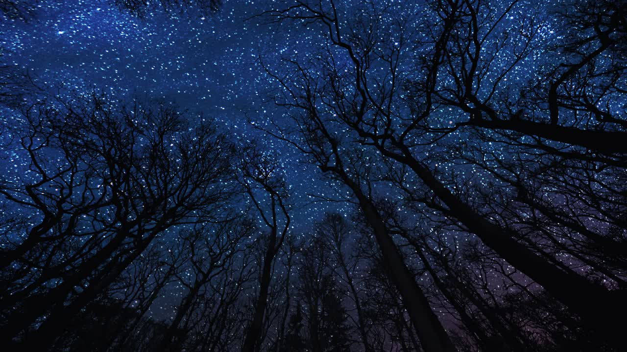 un cielo estrellado azul oscuro sobre el bosque