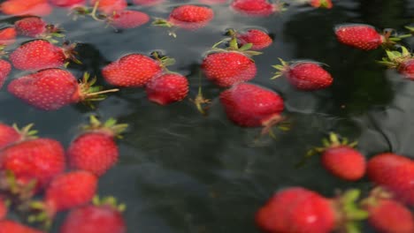 Erdbeerroter-Frischer-Natürlicher-Bio-Gartengarten-Im-Wasser