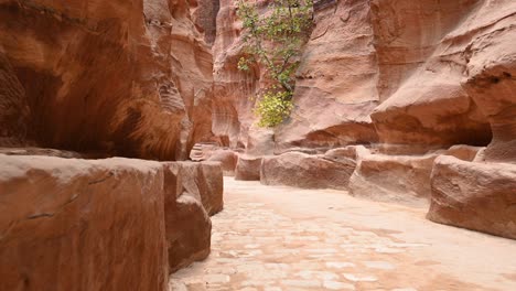 stunning view of the siq, the siq  is the main entrance to the ancient nabatean city of petra in southern jordan.