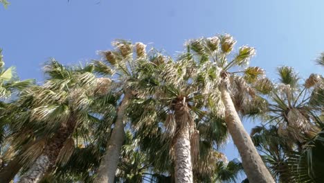 looking up on palm trees swaying in the breeze on a sunny summer day