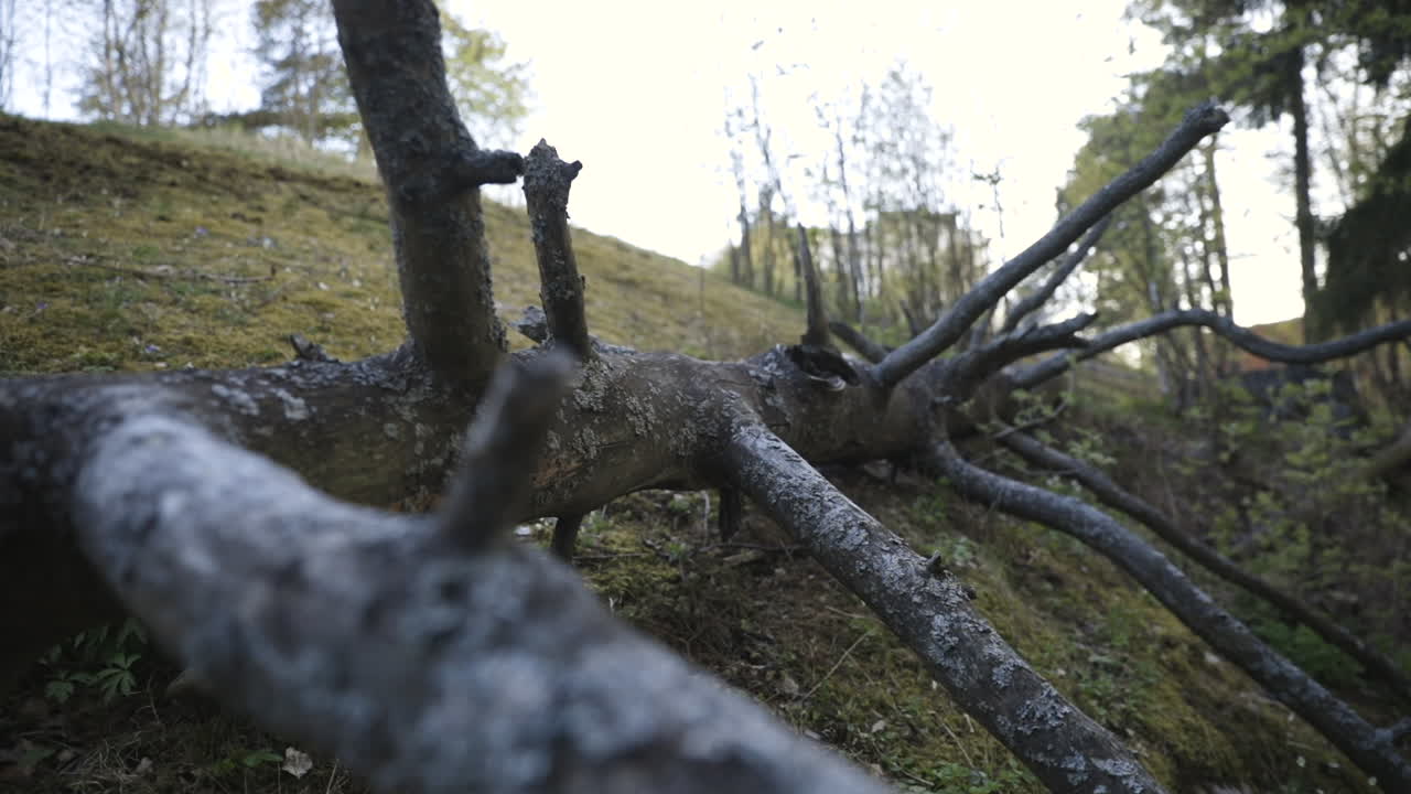Close-up slide of fallen tree on mossy ground in forest in Finland