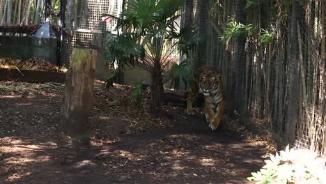 tiger walking around its enclosure at melbourne zoo