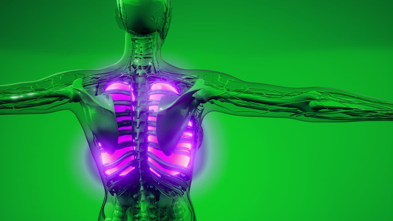 exploración de la anatomía de los pulmones humanos