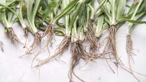 fresh herbs with roots