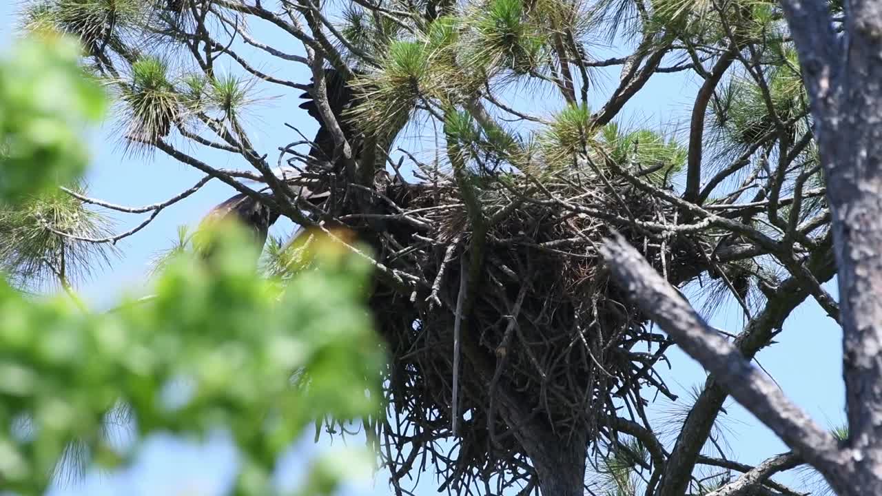 Two young eaglets in the nest and one of the eaglets flies off for it's first time