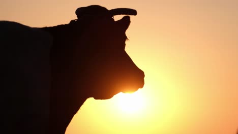 silhouette of a dairy cow at sunset silhouette of a dairy cow at sunset cattle on pasture
