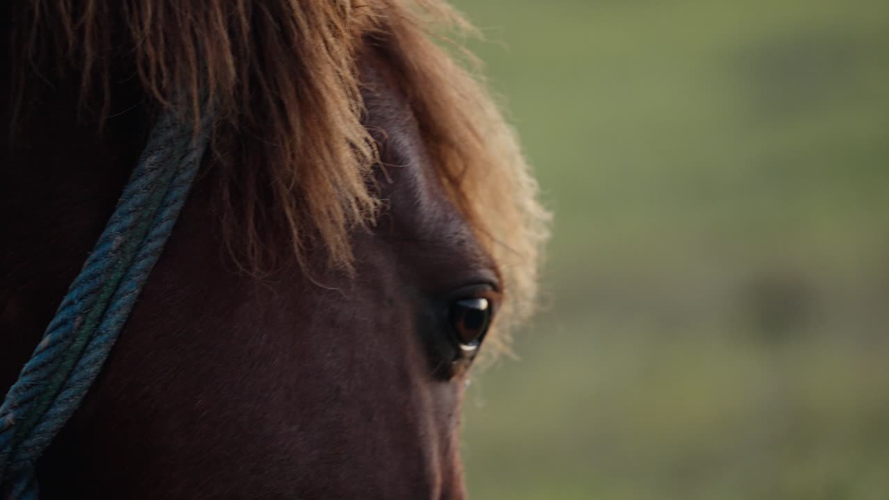 closeup de caballo de pie solo en la hierba mientras pastan en el campo de prado