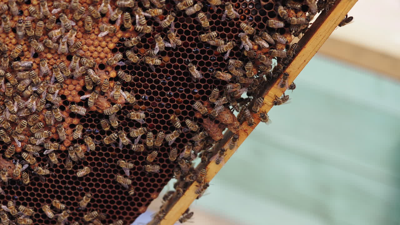 Busy bees crawling on a frame with honey. Honeycomb full of bees. Beekeeper inspecting honeycomb with bees at apiary. Close-up.