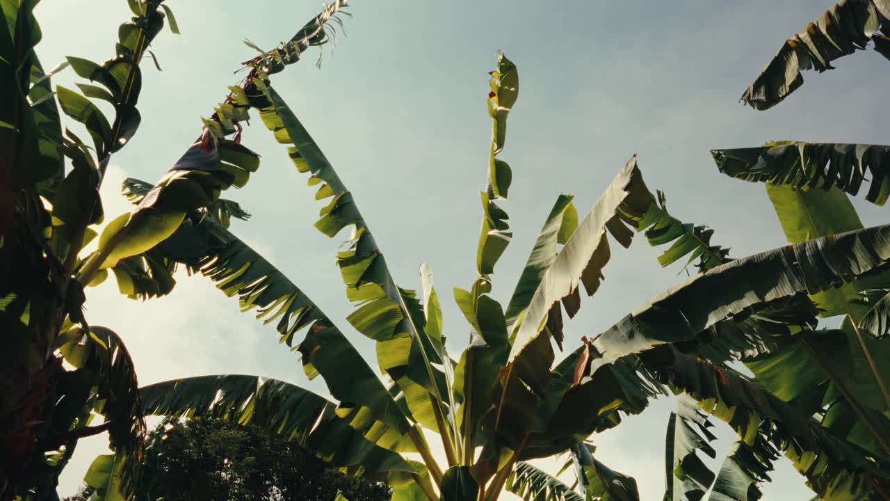Banana Plants Under a Cloudy Sky