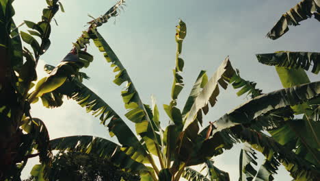 banana plants under a cloudy sky