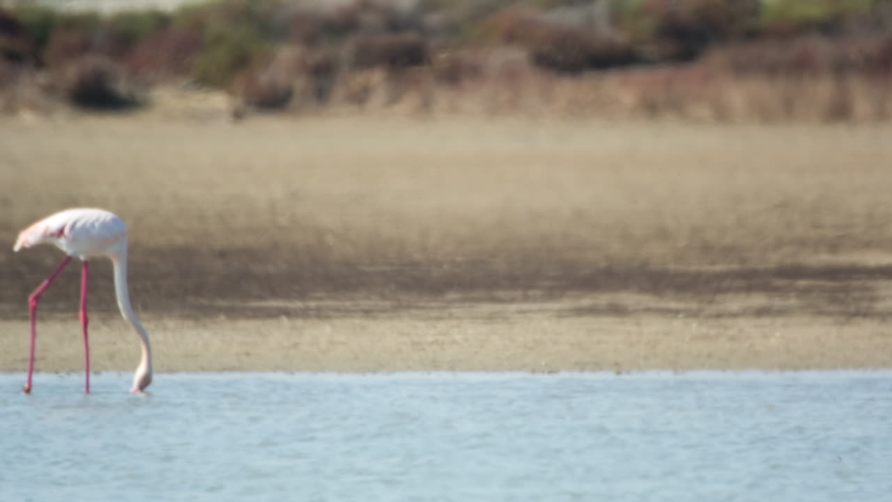 дельта фламинго 45